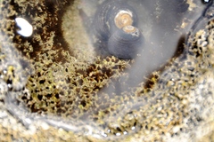 Dodecaceria fewkesi