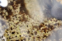 Dodecaceria fewkesi