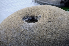 Dodecaceria fewkesi
