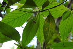 Arachnothryx chiapensis