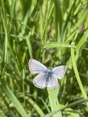 Icaricia icarioides fenderi
