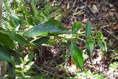 Chiococca phaenostemon