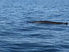 Balaenoptera physalus