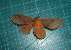 Thoscora