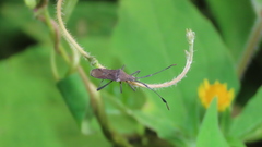 Chariesterus moestus