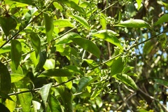 Chiococca phaenostemon