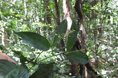 Palicourea deflexa