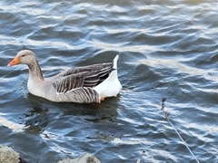 Anser anser domesticus