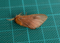 Thoscora
