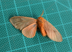 Thoscora