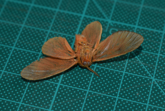 Thoscora