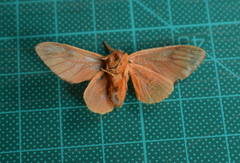 Thoscora
