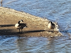 Branta canadensis