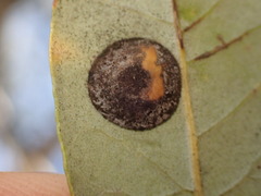 Paracraspis guadaloupensis