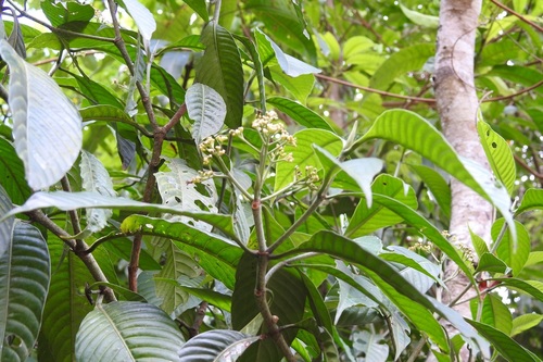 Psychotria trichotoma, photograph 5