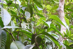 Psychotria trichotoma