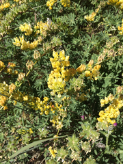 Lupinus luteolus