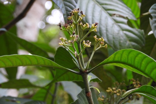 Psychotria trichotoma, photograph 4