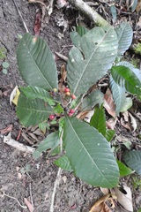 Psychotria mexiae
