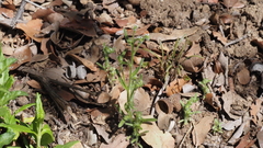 Cryptantha microstachys