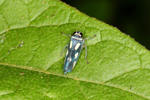 Jassolidia munda
