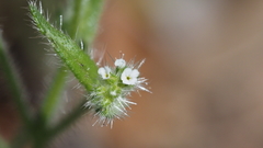Cryptantha microstachys