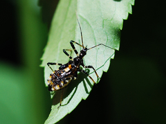 Sphedanolestes impressicollis