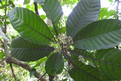 Psychotria mexiae