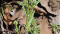 Cryptantha microstachys