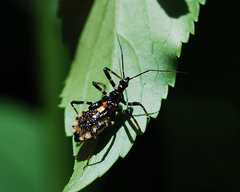 Sphedanolestes impressicollis