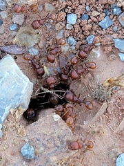 Pogonomyrmex