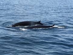 Balaenoptera physalus