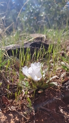 Lewisia brachycalyx