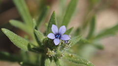 Allophyllum gilioides violaceum