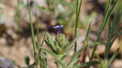 Allophyllum gilioides violaceum