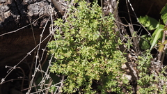 Galium porrigens porrigens