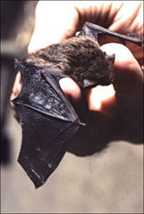 Vespadelus vulturnus
