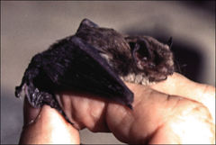 Vespadelus vulturnus