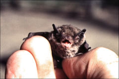 Vespadelus vulturnus