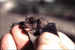 Vespadelus vulturnus