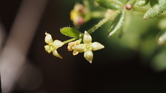 Galium porrigens porrigens