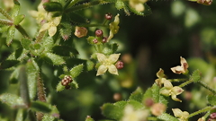 Galium porrigens porrigens