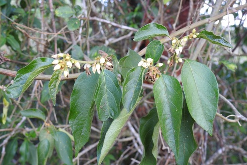 Lanceleaf nightshade
