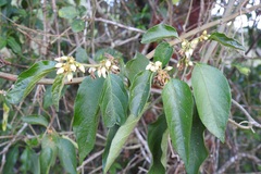 Solanum lanceifolium