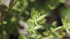 Galium porrigens porrigens
