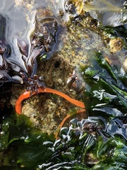 Tubulanus