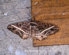 Harutalcis