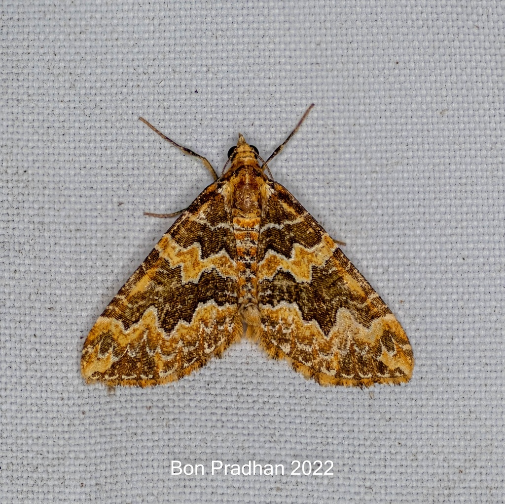 Electrophaes chrysophaes