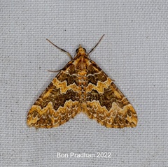 Electrophaes chrysophaes