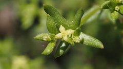Galium porrigens porrigens